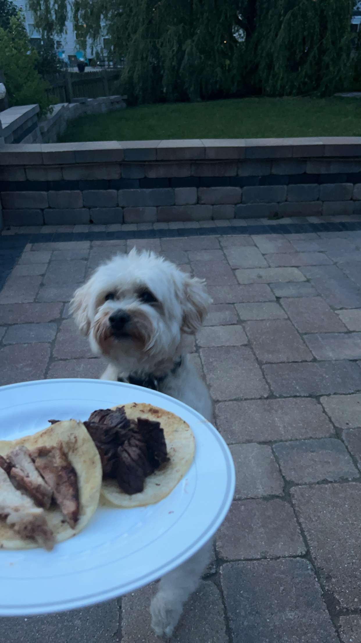 Pancho